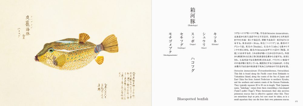 Fishes of Edo