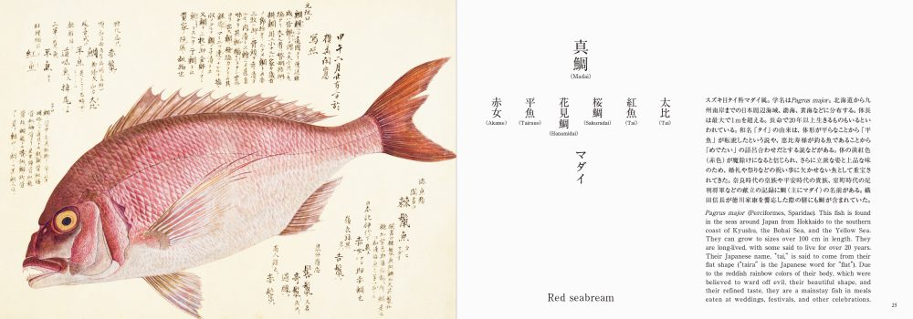 Fishes of Edo